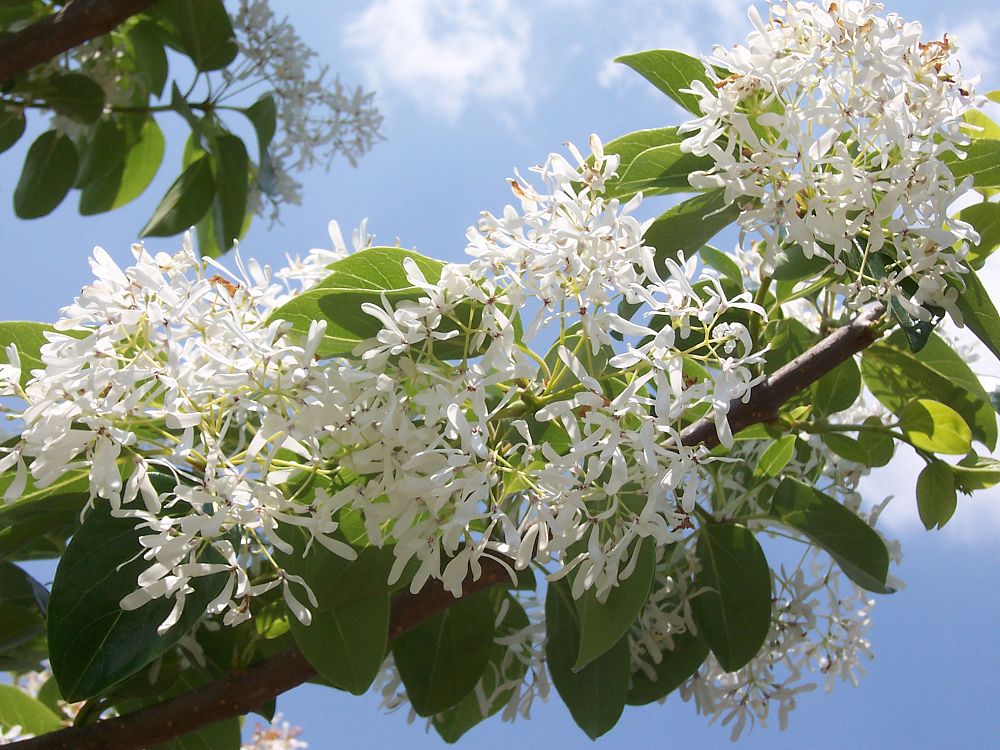chionanthus-retusus-spirit-chinese-fringe-tree