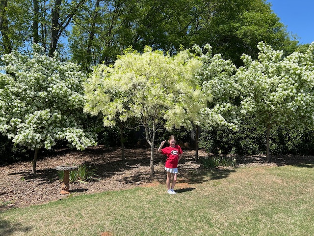 chionanthus-retusus-spirit-chinese-fringe-tree
