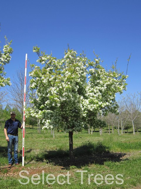 chionanthus-retusus-spirit-chinese-fringe-tree