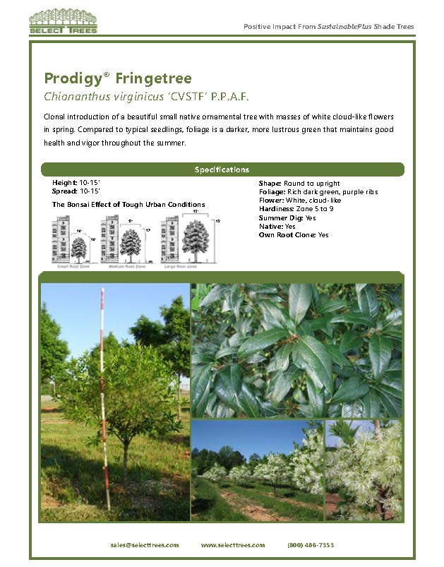 chionanthus-virginicus-cvstf-white-fringetree-prodigy-fringetree