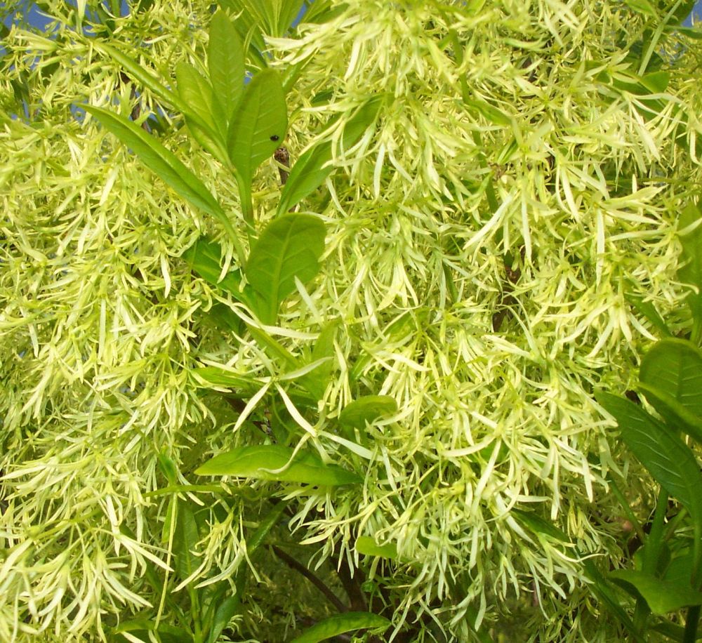 chionanthus-virginicus-cvstf-white-fringetree-prodigy-fringetree