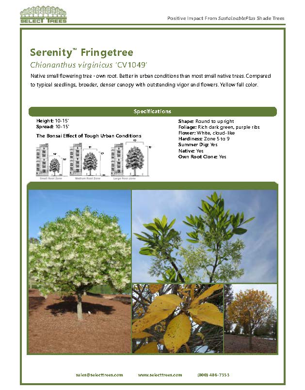 chionanthus-virginicus-serenity-white-fringetree