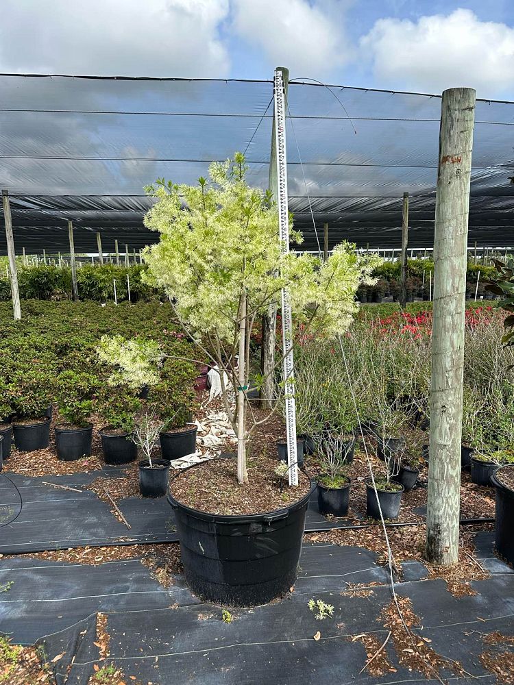 chionanthus-virginicus-spring-fleecing-grancy-graybeard-old-man-s-beard-fringe-tree