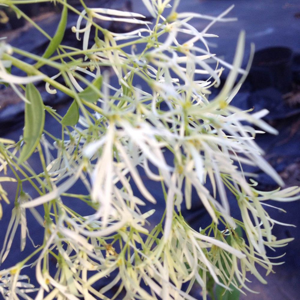 chionanthus-virginicus-white-fringetree-grancy-graybeard