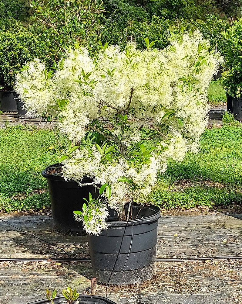 chionanthus-virginicus-white-fringetree-grancy-graybeard