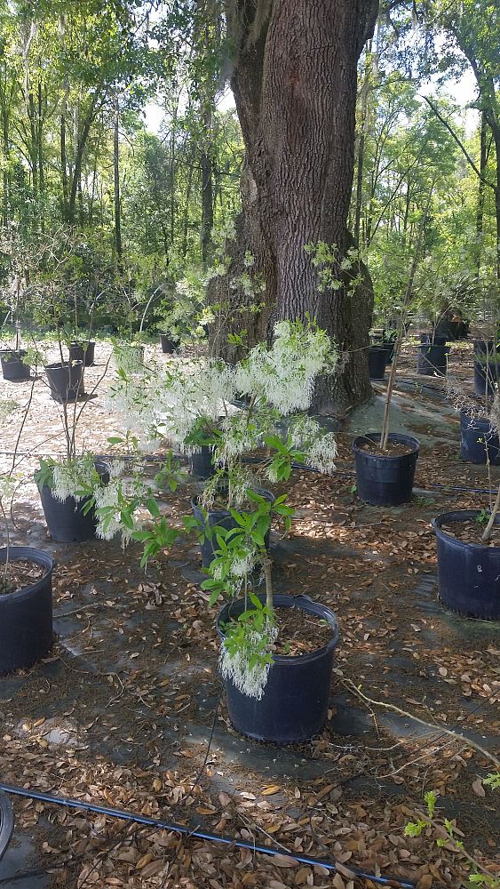chionanthus-virginicus-white-fringetree-grancy-graybeard