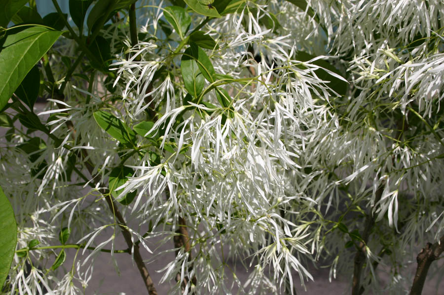 chionanthus-virginicus-white-fringetree-grancy-graybeard