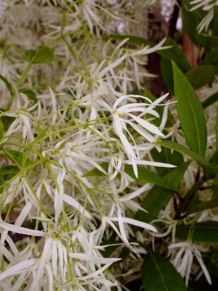 chionanthus-virginicus-white-fringetree-grancy-graybeard