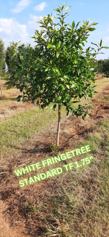chionanthus-virginicus-white-fringetree-grancy-graybeard
