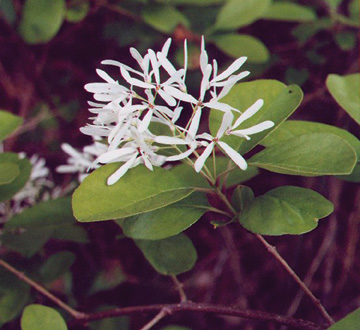 chionanthus-virginicus-white-fringetree-grancy-graybeard