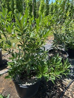 chionanthus-virginicus-white-fringetree-grancy-graybeard