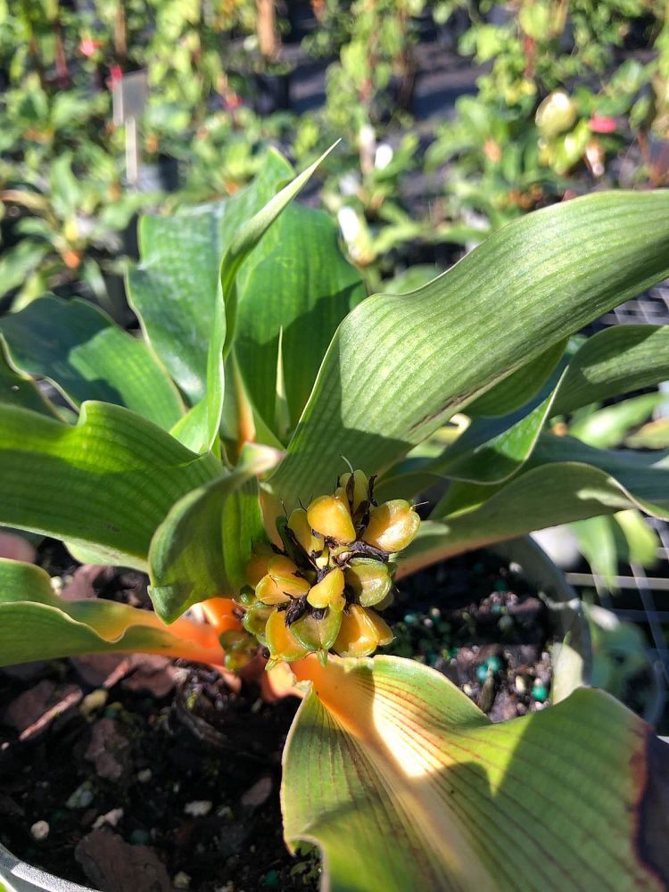 chlorophytum-amaniense-fire-flash-chlorophytum-orchidantheroides-fire-flash