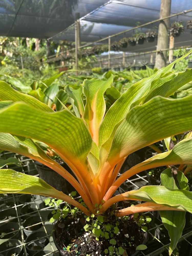 chlorophytum-amaniense-fire-flash-chlorophytum-orchidantheroides-fire-flash