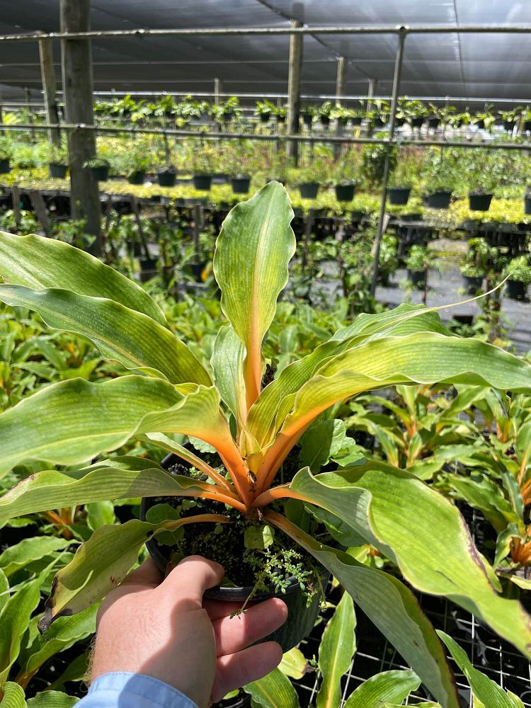 chlorophytum-amaniense-fire-flash-chlorophytum-orchidantheroides-fire-flash