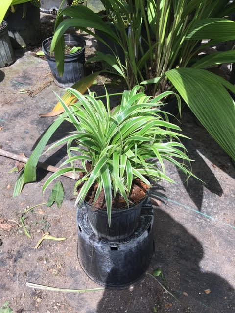 chlorophytum-bichetii-siam-lily-virgin-spider