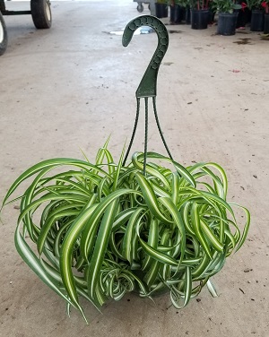 chlorophytum-comosum-bonnie-curly-spider-plant-airplane-plant