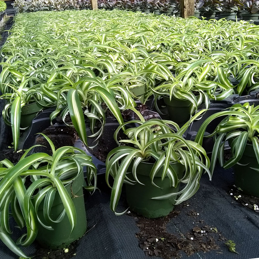 chlorophytum-comosum-bonnie-curly-spider-plant-airplane-plant