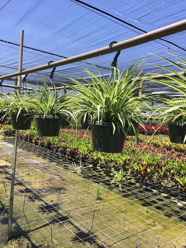 chlorophytum-comosum-reverse-variegatum-spider-plant-airplane-plant