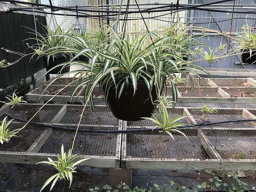 Rolke Greenhouse Plantant Chlorophytum Comosum Spider Plant Airplane