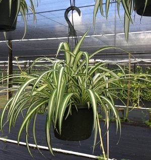 chlorophytum-comosum-spider-plant-airplane-plant