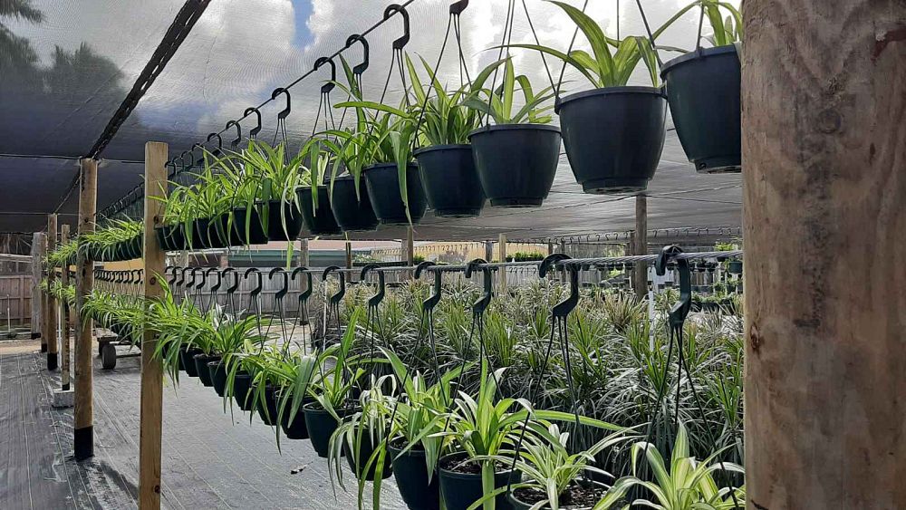 chlorophytum-comosum-spider-plant-airplane-plant