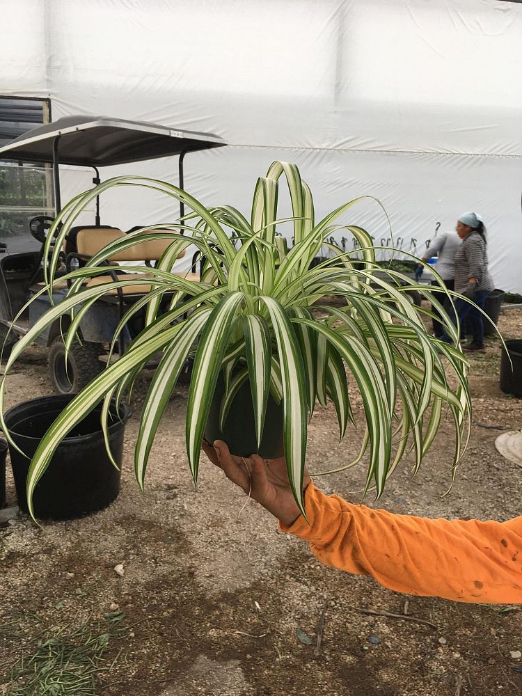 chlorophytum-comosum-spider-plant-airplane-plant