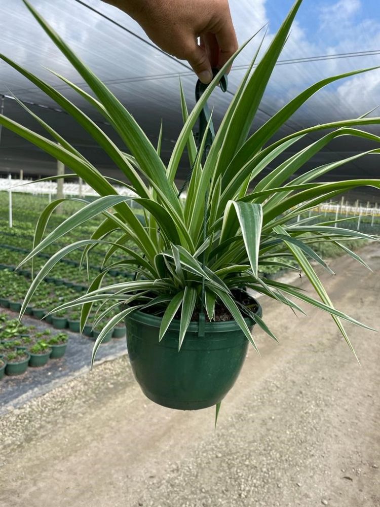 chlorophytum-comosum-spider-plant-airplane-plant