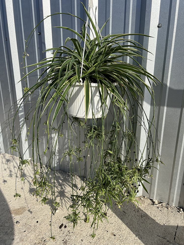 chlorophytum-comosum-spider-plant-airplane-plant