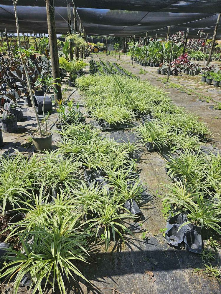 chlorophytum-comosum-spider-plant-airplane-plant