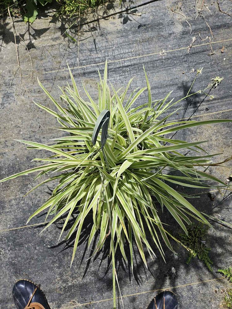chlorophytum-comosum-spider-plant-airplane-plant