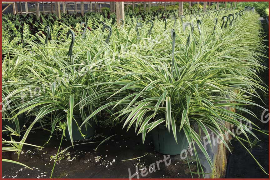 chlorophytum-comosum-variegatum-spider-plant-airplane-plant