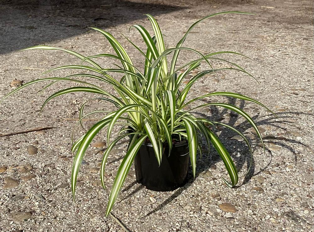 chlorophytum-comosum-variegatum-spider-plant-airplane-plant