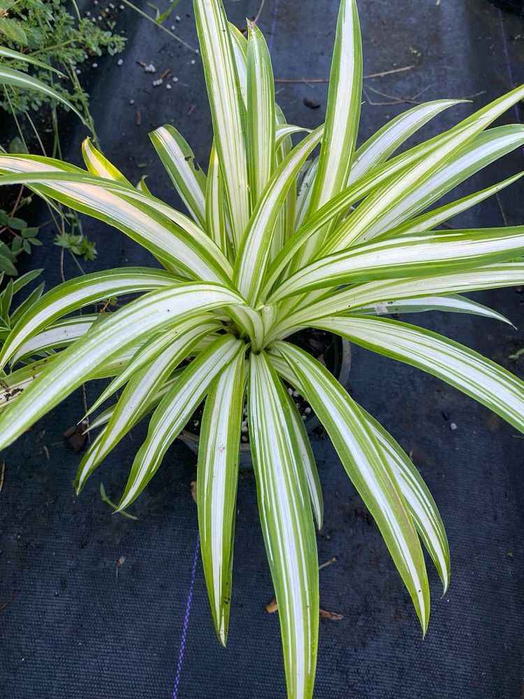 chlorophytum-comosum-variegatum-spider-plant-airplane-plant