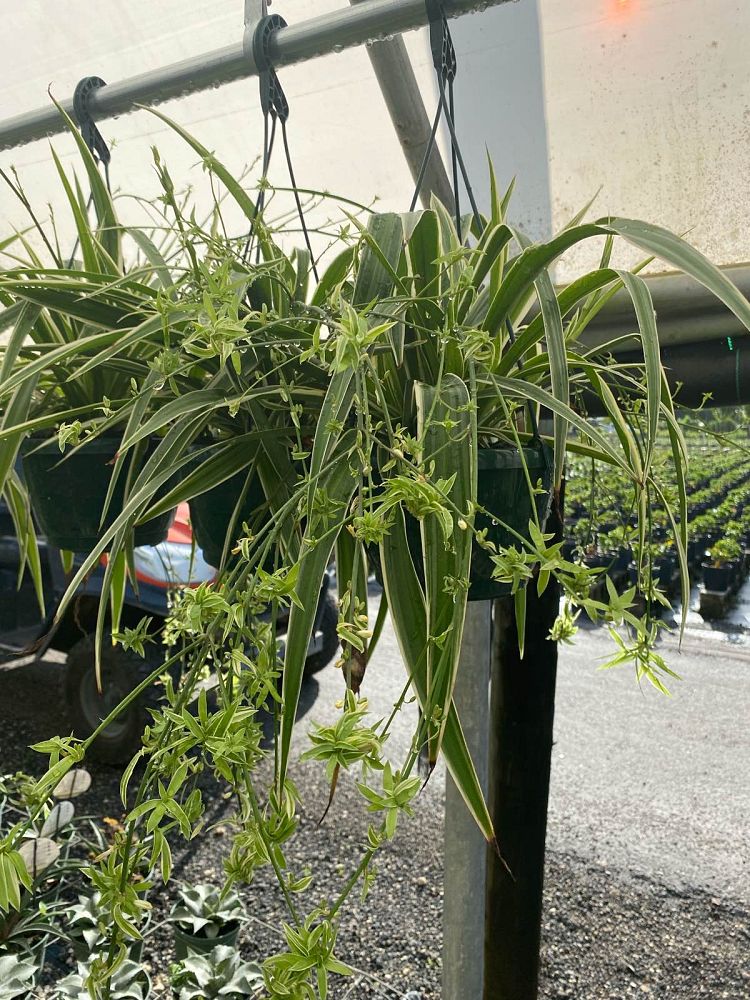 chlorophytum-gold-nugget-spider-plant