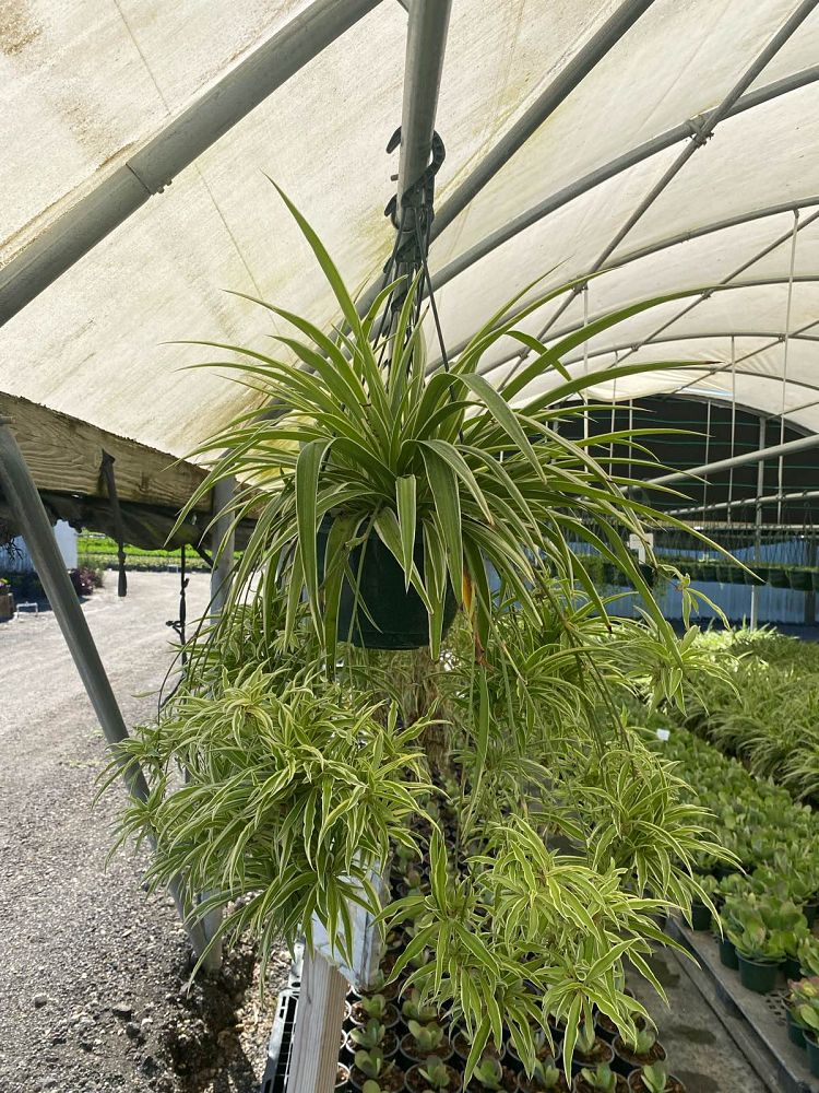 chlorophytum-gold-nugget-spider-plant