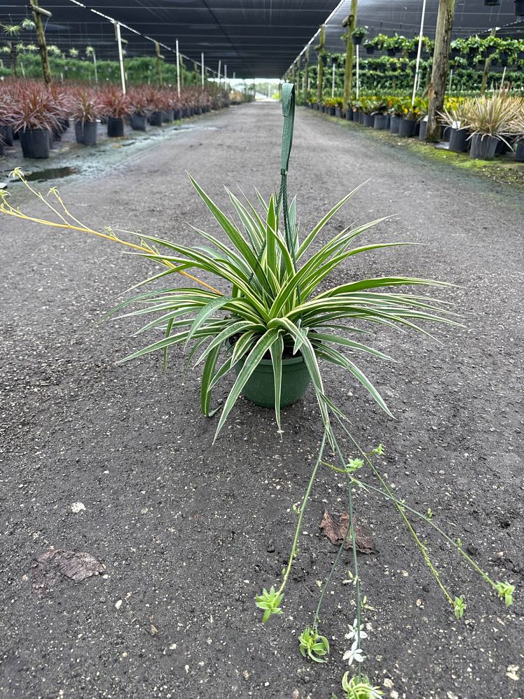 chlorophytum-gold-nugget-spider-plant