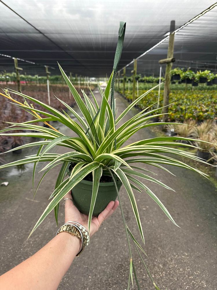 chlorophytum-gold-nugget-spider-plant