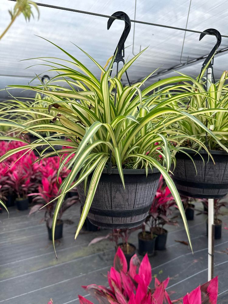 chlorophytum-gold-nugget-spider-plant