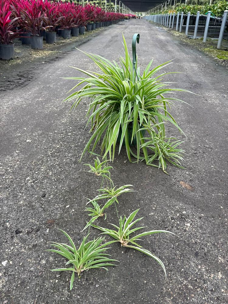 chlorophytum-gold-nugget-spider-plant