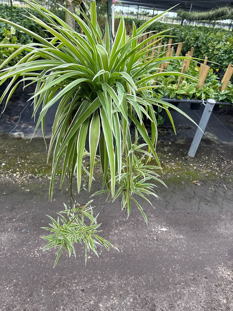 chlorophytum-gold-nugget-spider-plant