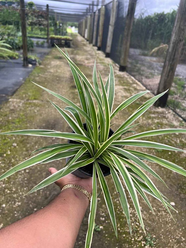 chlorophytum