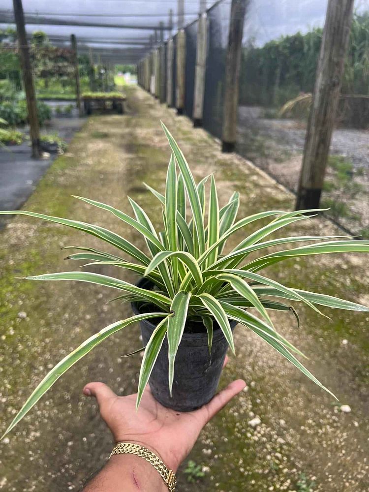 chlorophytum
