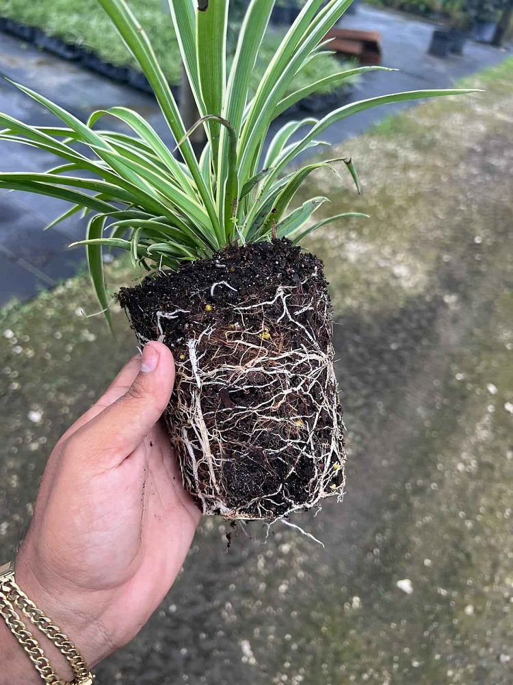chlorophytum