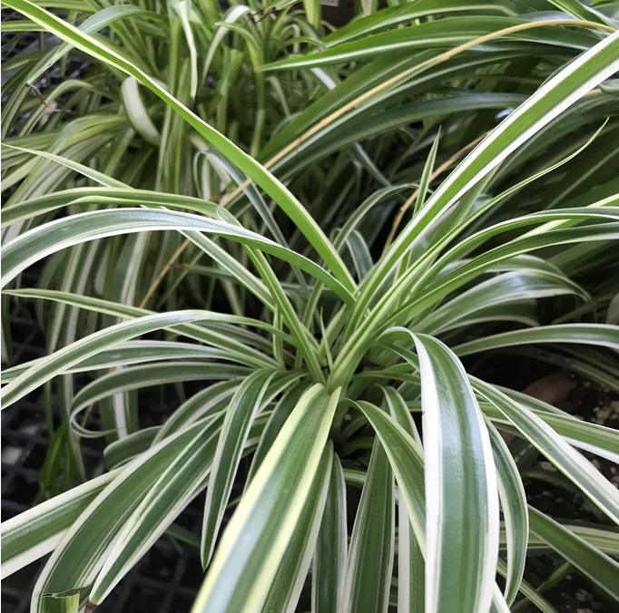 chlorophytum