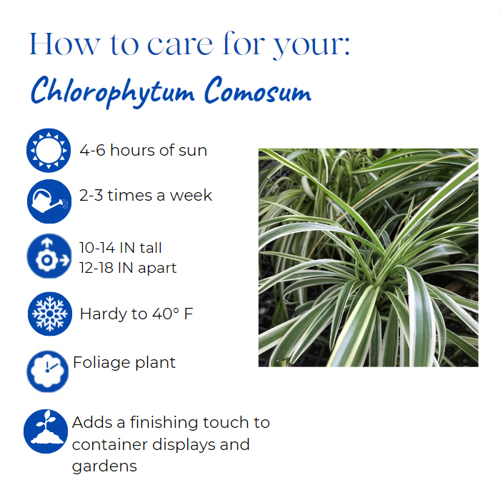 chlorophytum