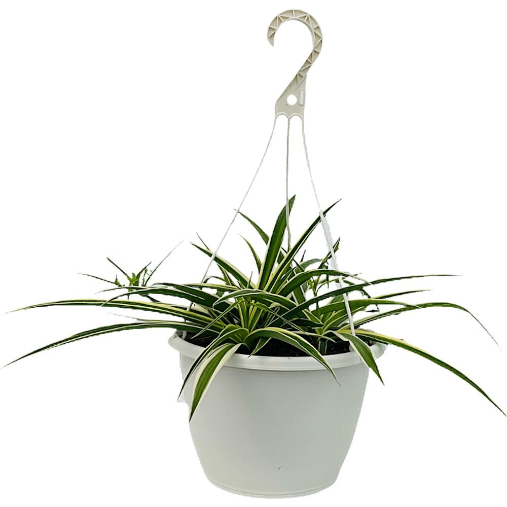 chlorophytum