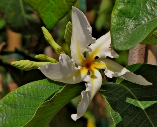 chonemorpha-fragrans-climbing-frangipani-vine