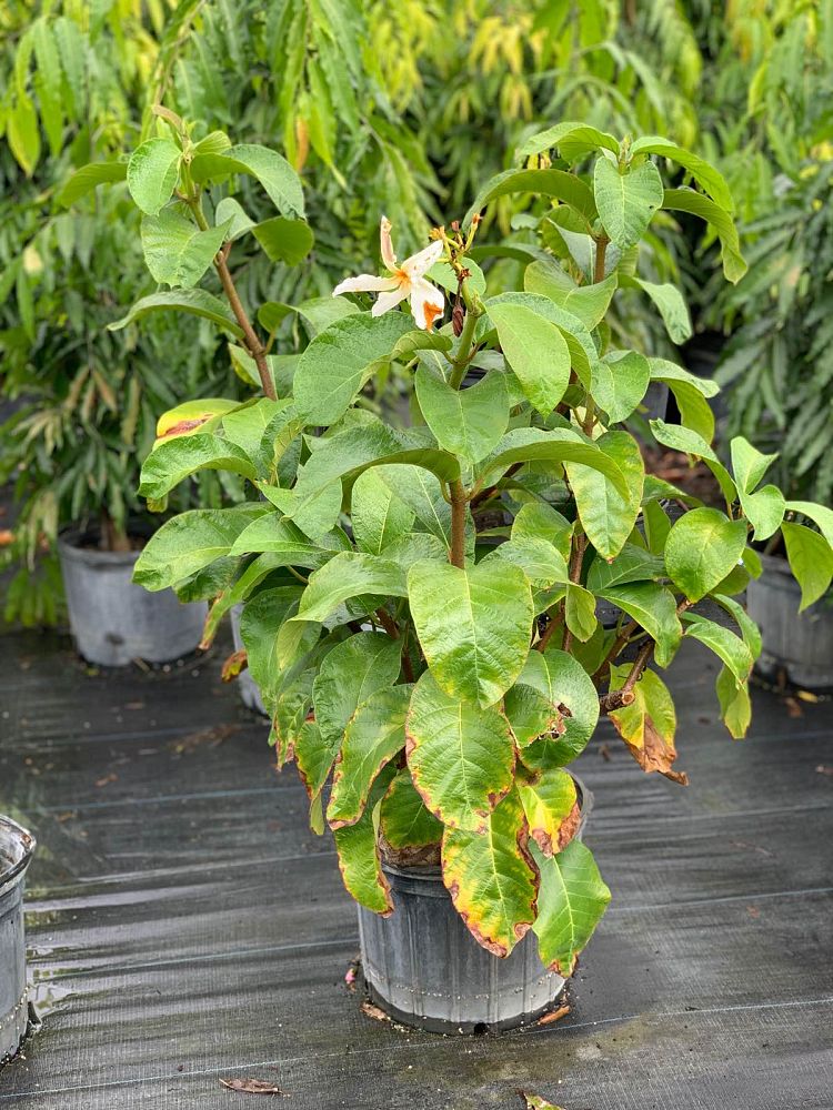chonemorpha-fragrans-climbing-frangipani-vine