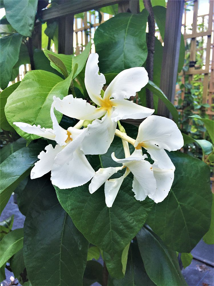 chonemorpha-fragrans-climbing-frangipani-vine