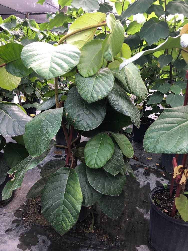 chonemorpha-penangensis